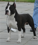 SRB CH. BIH CH. EUR CH. WLD CH. SRB JR CH. DON KING OF RINGS (SRB)